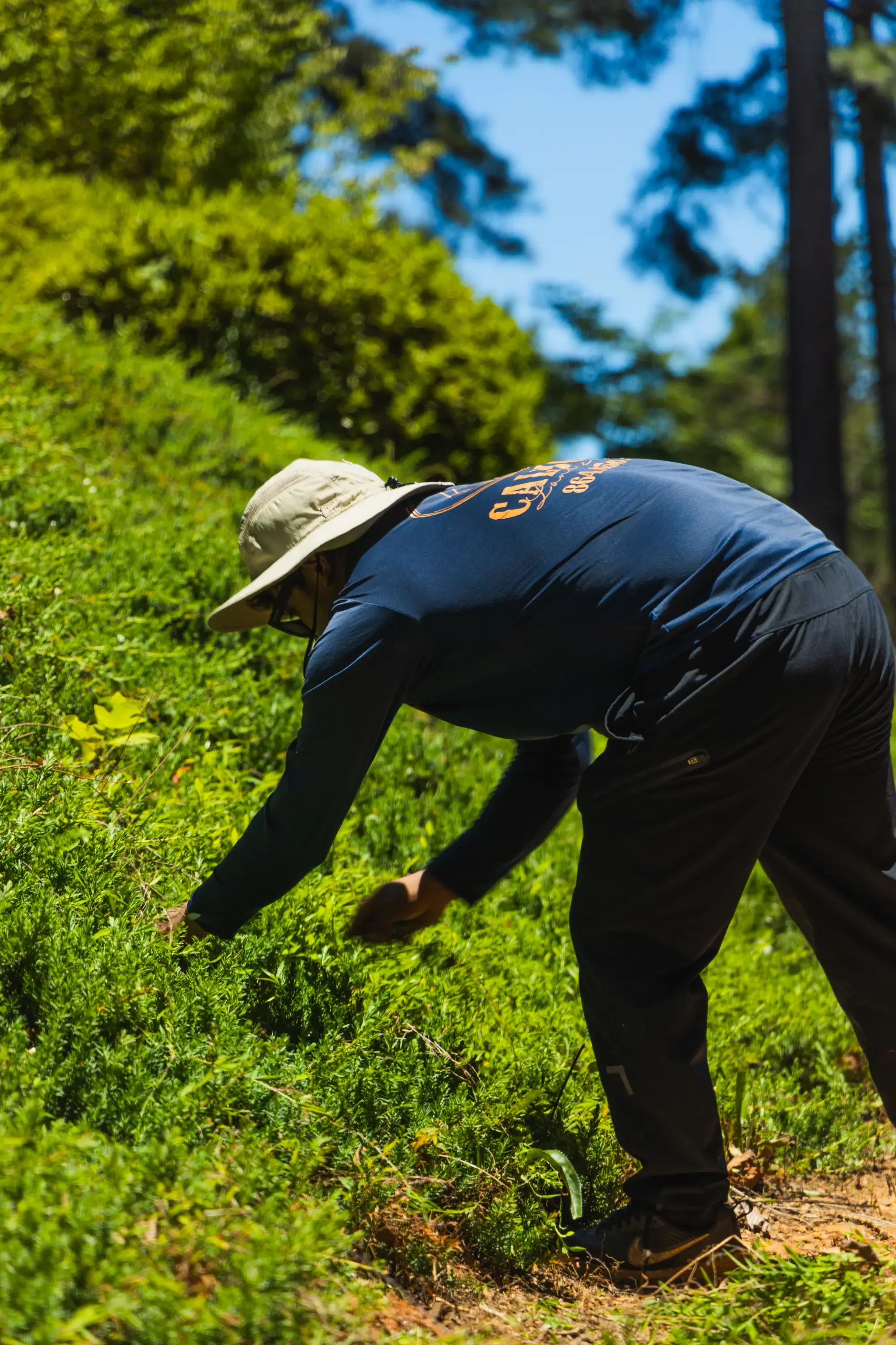 Landscaper trimming dense green hedge with hand tools in sunny wooded yard