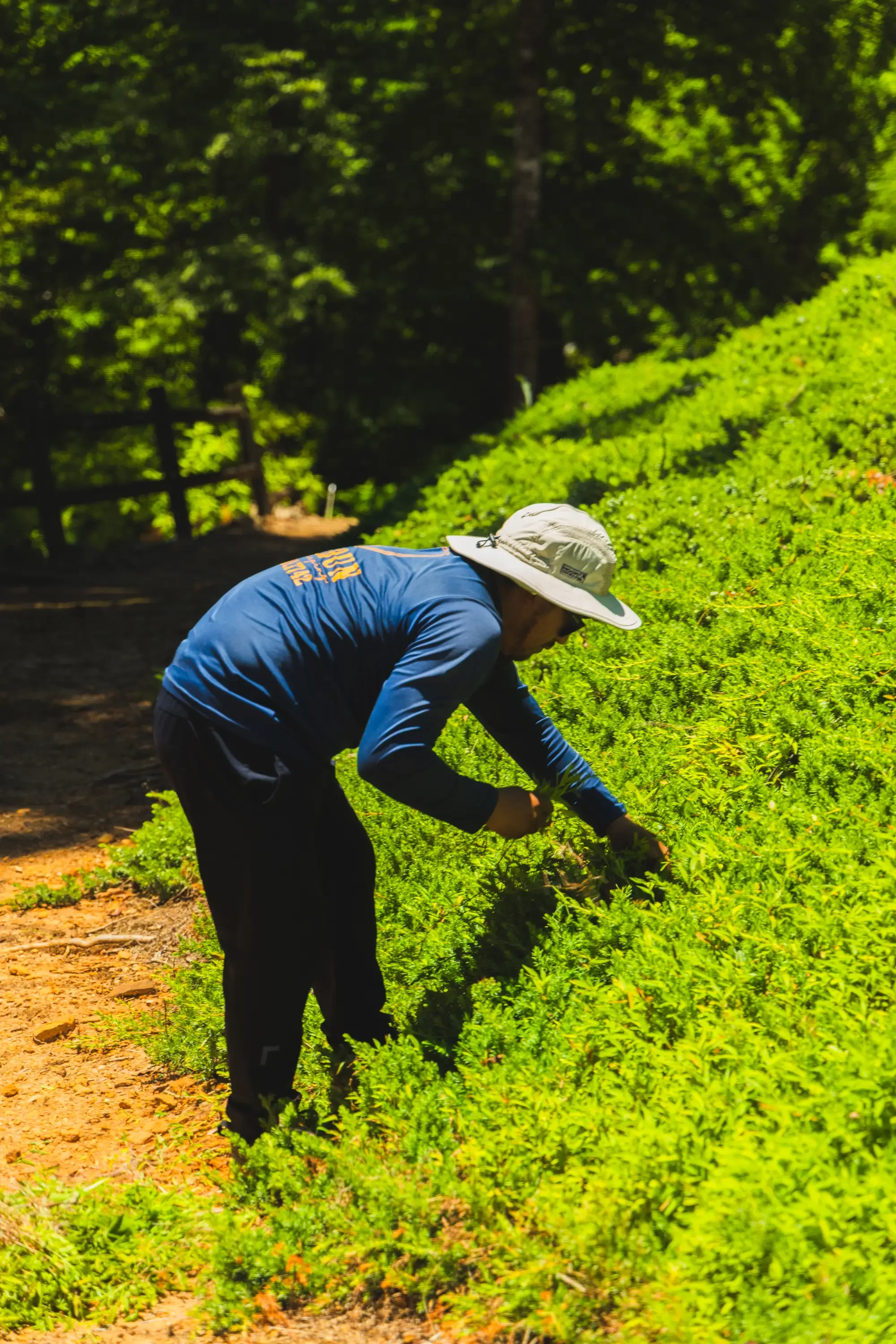 Landscaper trimming vibrant green hedge with hand tools in sunny garden setting