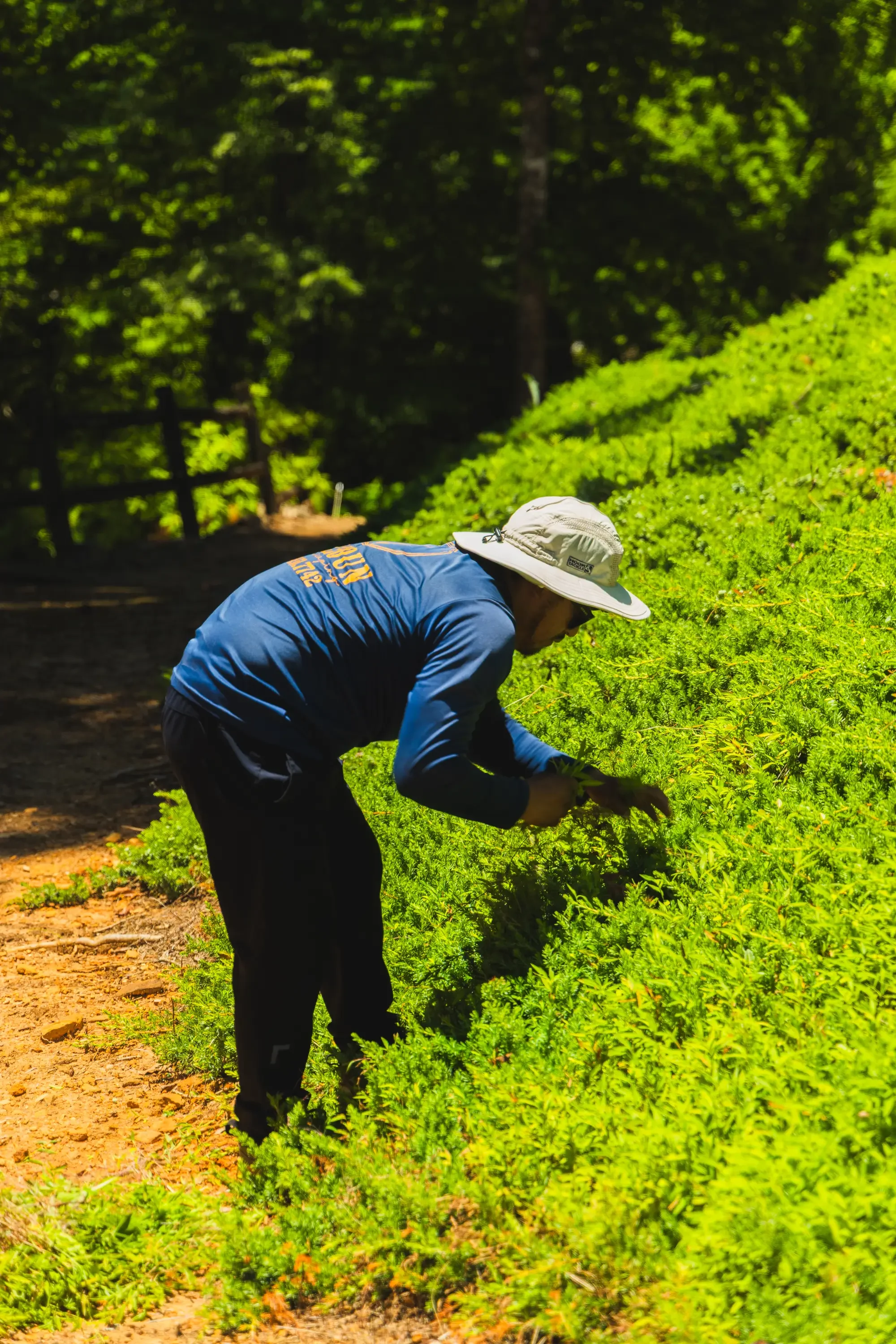 Landscaper in blue shirt trimming bright green hedge with hand tools